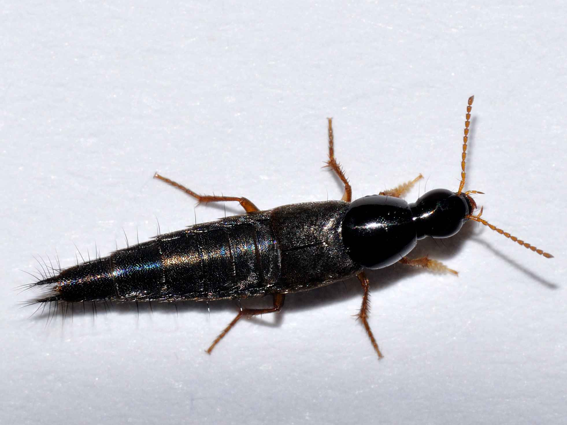 Quedius sp. (Staphylinidae)